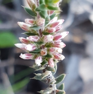 Styphelia attenuata at Denman Prospect, ACT - 17 Jul 2020