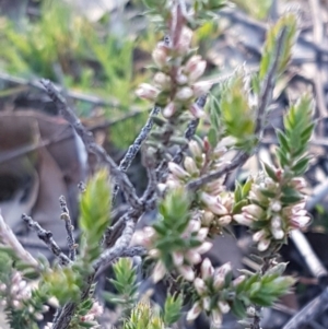 Styphelia attenuata at Denman Prospect, ACT - 17 Jul 2020