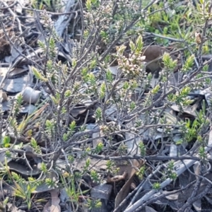 Styphelia attenuata at Denman Prospect, ACT - 17 Jul 2020