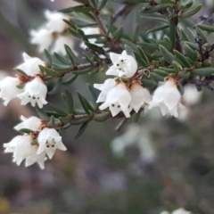 Cryptandra amara (Bitter Cryptandra) at Denman Prospect, ACT - 17 Jul 2020 by tpreston