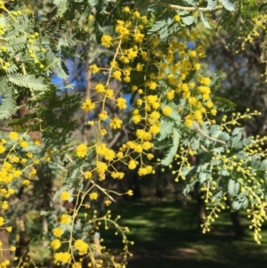 Acacia baileyana at Wodonga, VIC - 17 Jul 2020 12:57 PM