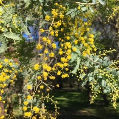 Acacia baileyana (Cootamundra Wattle, Golden Mimosa) at Wodonga, VIC - 17 Jul 2020 by Alburyconservationcompany