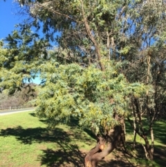 Acacia baileyana at Wodonga, VIC - 17 Jul 2020