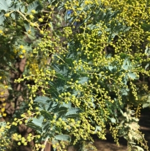 Acacia baileyana at Wodonga, VIC - 17 Jul 2020 12:57 PM