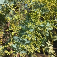 Acacia baileyana at Wodonga, VIC - 17 Jul 2020