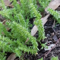 Crassula sieberiana (Austral Stonecrop) at Block 402 - 17 Jul 2020 by trevorpreston