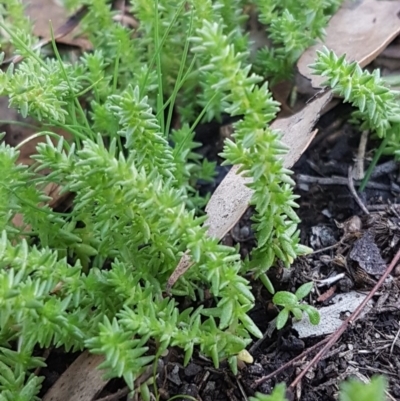 Crassula sieberiana (Austral Stonecrop) at Denman Prospect, ACT - 17 Jul 2020 by trevorpreston