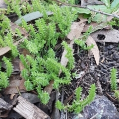 Crassula sieberiana at Denman Prospect, ACT - 17 Jul 2020