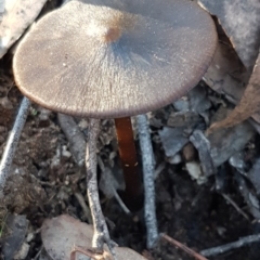 Unidentified Cap on a stem; gills below cap [mushrooms or mushroom-like] at Denman Prospect, ACT - 17 Jul 2020 by trevorpreston