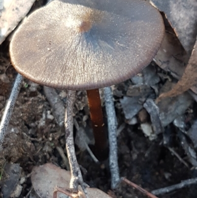 Oudemansiella gigaspora group (Rooting Shank) at Denman Prospect, ACT - 17 Jul 2020 by trevorpreston