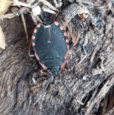 Diemenia rubromarginata (Pink-margined bug) at Denman Prospect, ACT - 17 Jul 2020 by trevorpreston