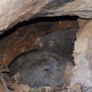 Vombatus ursinus at Black Range, NSW - 17 Jul 2020 12:33 PM