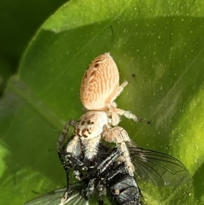 Opisthoncus nigrofemoratus (Black-thighed jumper) at Bega, NSW - 16 Jul 2020 by StephH