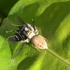 Opisthoncus nigrofemoratus at Bega, NSW - 16 Jul 2020