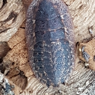 Laxta granicollis (Common bark or trilobite cockroach) at Block 402 - 17 Jul 2020 by trevorpreston
