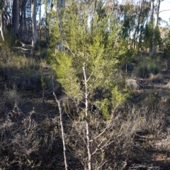 Callitris endlicheri (Black Cypress Pine) at Block 402 - 17 Jul 2020 by trevorpreston