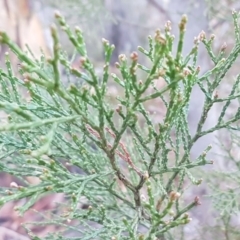 Callitris endlicheri at Denman Prospect, ACT - 17 Jul 2020