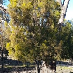 Exocarpos cupressiformis (Cherry Ballart) at Denman Prospect, ACT - 17 Jul 2020 by tpreston