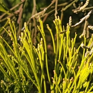 Exocarpos cupressiformis at Denman Prospect, ACT - 17 Jul 2020