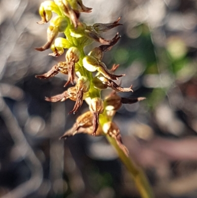 Corunastylis clivicola (Rufous midge orchid) at Denman Prospect, ACT - 17 Jul 2020 by tpreston