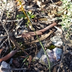 Corunastylis clivicola at Denman Prospect, ACT - suppressed