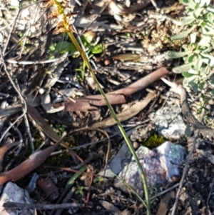 Corunastylis clivicola at Denman Prospect, ACT - 17 Jul 2020