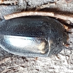 Pterohelaeus striatopunctatus (Darkling beetle) at Block 402 - 17 Jul 2020 by trevorpreston