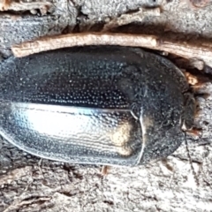 Pterohelaeus striatopunctatus (Darkling beetle) at Denman Prospect, ACT - 17 Jul 2020 by trevorpreston