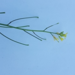 Barbarea verna (Wintercress, American Cress) at Isaacs Ridge and Nearby - 16 Jul 2020 by Mike