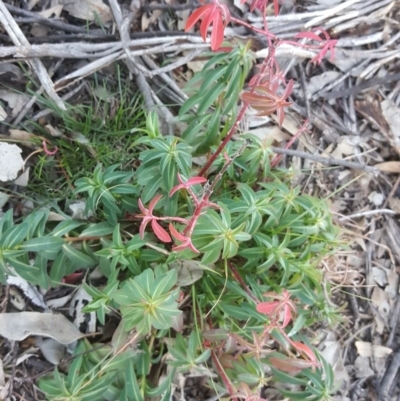 Euphorbia oblongata (Egg-leaf Spurge) at Isaacs Ridge Offset Area - 16 Jul 2020 by Mike