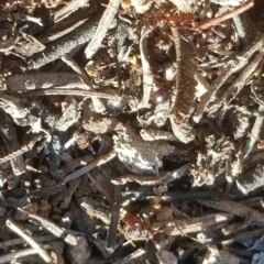 Papyrius nitidus (Shining Coconut Ant) at Isaacs Ridge and Nearby - 16 Jul 2020 by Mike