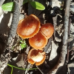 Laccaria sp. (Laccaria) at Isaacs Ridge Offset Area - 16 Jul 2020 by Mike