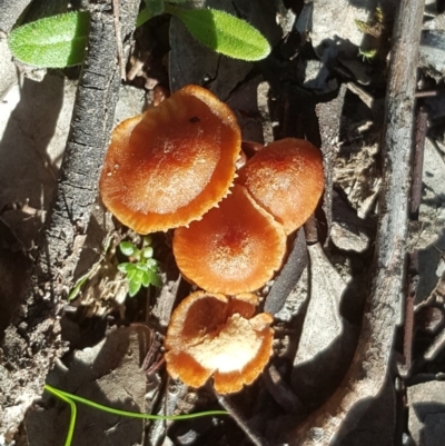 Laccaria sp. (Laccaria) at Jerrabomberra, ACT - 16 Jul 2020 by Mike