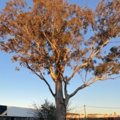 Eucalyptus blakelyi (Blakely's Red Gum) at Phillip, ACT - 16 Jul 2020 by jksmits