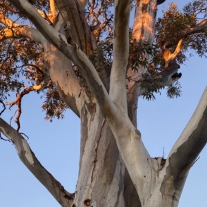 Eucalyptus blakelyi at Phillip, ACT - 17 Jul 2020