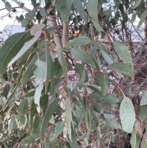 Eucalyptus blakelyi at Phillip, ACT - 17 Jul 2020