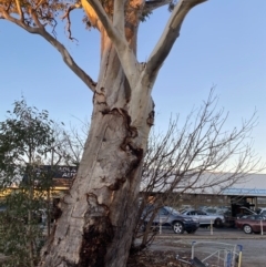 Eucalyptus blakelyi at Phillip, ACT - 17 Jul 2020 06:55 AM