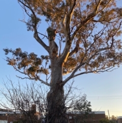 Eucalyptus blakelyi at Phillip, ACT - 17 Jul 2020 06:55 AM