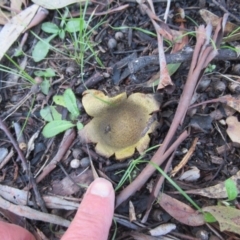 Scleroderma sp. (Scleroderma) at Tidbinbilla Nature Reserve - 17 Jul 2020 by idlidlidlidl