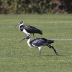 Threskiornis spinicollis (Straw-necked Ibis) at Higgins, ACT - 17 Jul 2020 by AlisonMilton