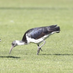 Threskiornis spinicollis at Higgins, ACT - 17 Jul 2020