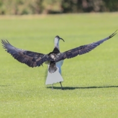 Threskiornis spinicollis at Higgins, ACT - 17 Jul 2020