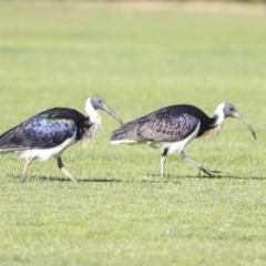 Threskiornis spinicollis at Higgins, ACT - 17 Jul 2020