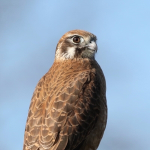 Falco berigora at Fyshwick, ACT - 4 Jul 2020 02:34 PM