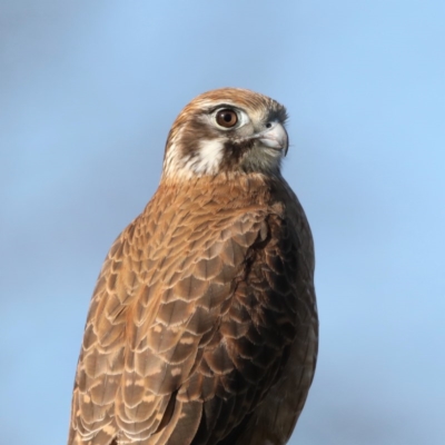Falco berigora (Brown Falcon) at Jerrabomberra Wetlands - 4 Jul 2020 by jb2602