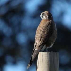 Falco berigora at Fyshwick, ACT - 4 Jul 2020 02:34 PM