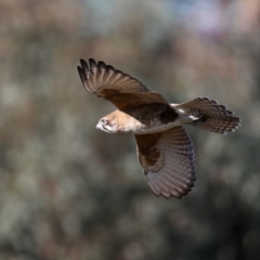 Falco berigora at Fyshwick, ACT - 4 Jul 2020 02:34 PM