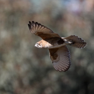 Falco berigora at Fyshwick, ACT - 4 Jul 2020