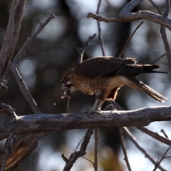 Falco berigora at Fyshwick, ACT - 4 Jul 2020