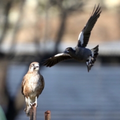 Falco berigora at Fyshwick, ACT - 4 Jul 2020